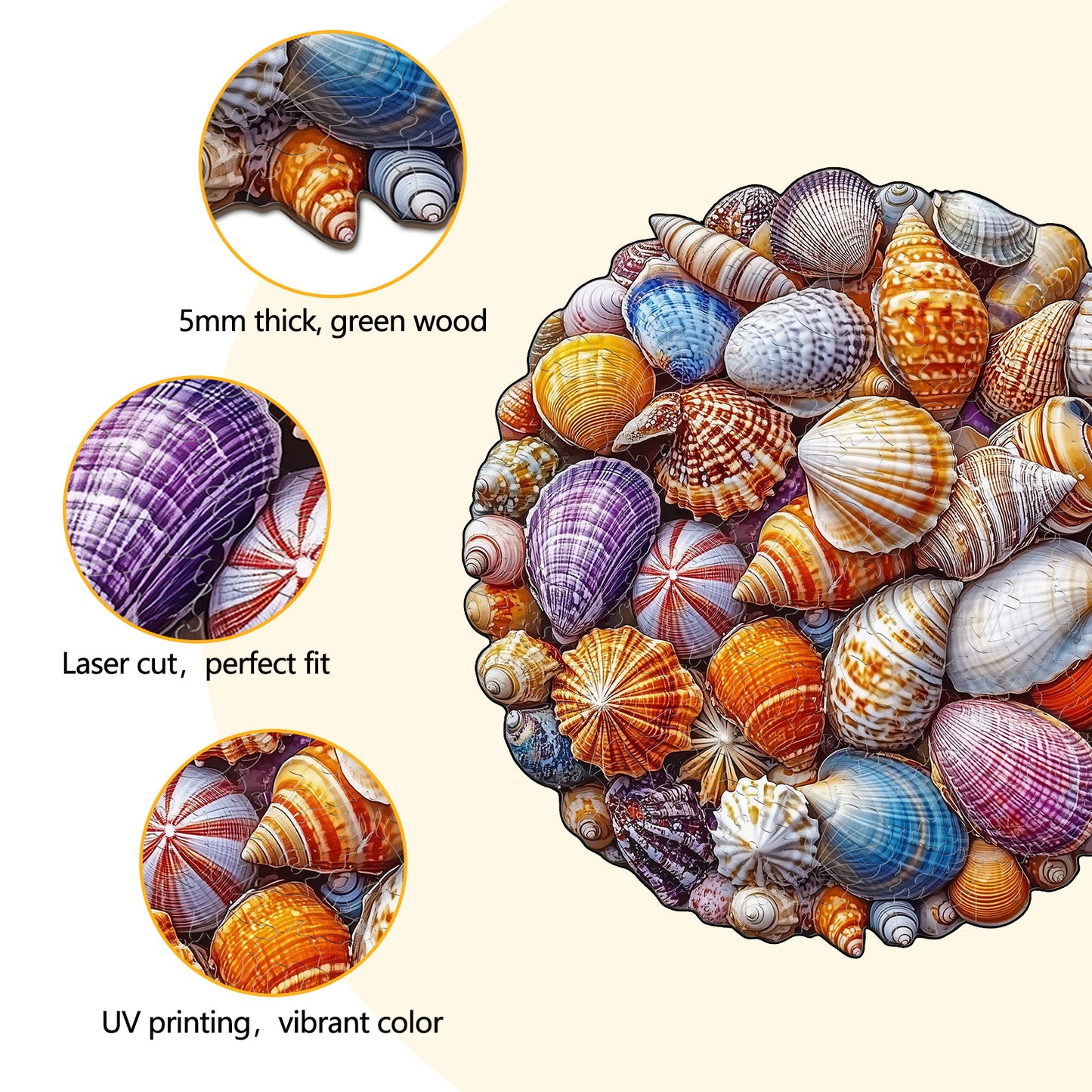Colorful Shells